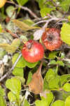 Yellowleaf hawthorn